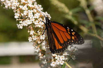 white buddleja flower spike and Danaus plexippus