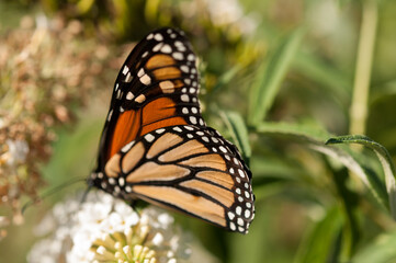 Danaus plexippus in the garden