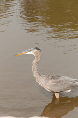 great blue heron in park pond scans the surface of murky water for fish