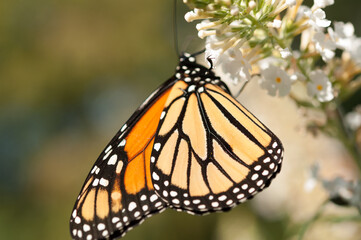 Danaus plexippus and white buddleja close up