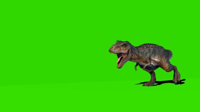 Tyrannosaurus rex Walking on Green Screen