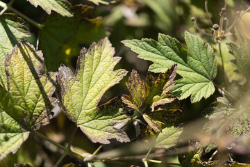rustic leaves in the garden in autumn