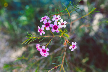 native Australian Geraldton waxflower plant in beautiful tropical backyard at shallow depth of field