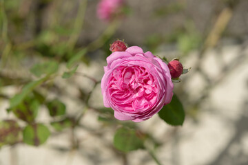 old garden rose with buds in autumn
