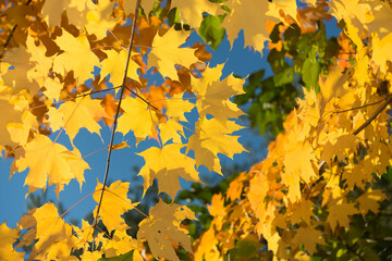blue sky and autumn maple leaves