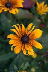 black-eyed susan in the garden