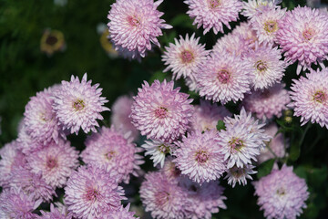 violet-white Chrysanthemum blossoms close up (stobe light effect)