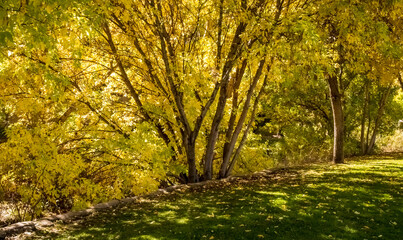 Fototapeta premium Park Trees