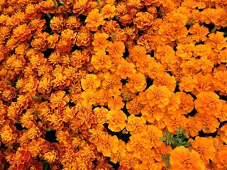 マリーゴールド