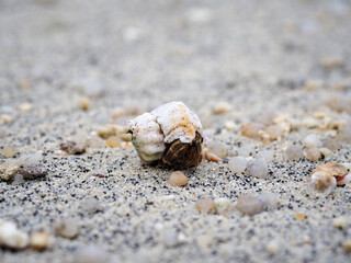 hermit crab on the sand