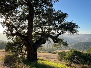 tree on the hill