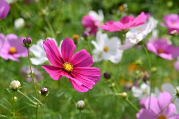 秋空の下の日本のコスモスの花（大船フラワーセンター）