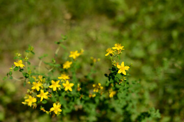 Medical St. John's Wort (Hypericum perforatum) blooms with yellow small flowers, tutsan flowering herb, eco friendly blurred background with  medical plant and herbs