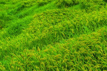 日本の棚田　石川県能登半島の白米千枚田