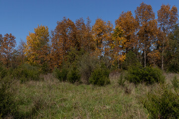 The looks of this field was just so beautiful as I walked the nature path. The leaves of the trees are changing to the beautiful Fall colors as the plants start so slip into their Autumn slumber.