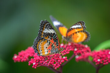 Two butterflies are perching on red flower pollen. First butterfly is on the front and another one is blurred as background. Nature concept.
