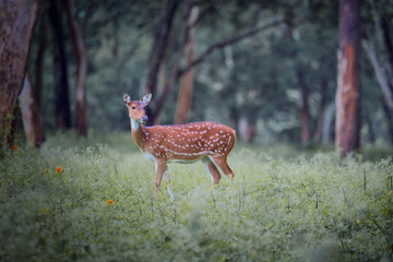 deer in the forest