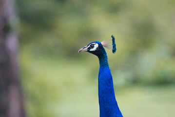 close up of peacock