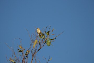 Cisticola