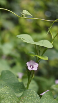 Ipomoea triloba also known as Little bell, Three lobed morning glory, Campanilla morada, Beech Fern, Krugs white, Trilobed etc.