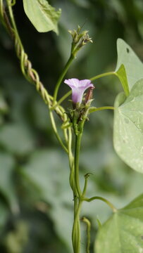 Ipomoea triloba also known as Little bell, Three lobed morning glory, Campanilla morada, Beech Fern, Krugs white, Trilobed etc.