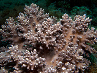 Naklejka na ściany i meble A Sinularia Spp soft coral Boracay Island Philippines