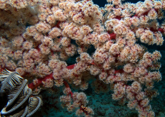 A Siphonogorgia godeffroyi soft coral Boracay Island Philippines