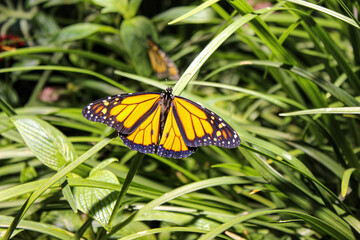 butterfly on a flower