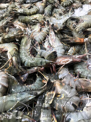 New Small Shrimp Collection from Captivity is Ready for Sale in the Market or Supermarket.