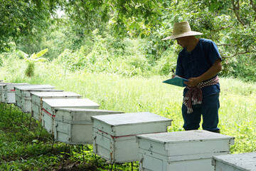 Asian man farmers is surveying and inspecting wooden beekeeping boxes in the orchard for raising...