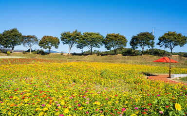 파란 가을 하늘과 어우러진 장성 황룡강 강변의 아름다운 꽃밭