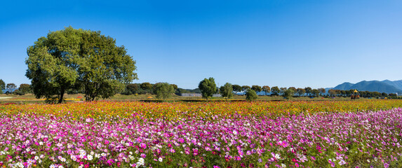 파란 가을 하늘과 어우러진 장성 황룡강 강변의 아름다운 꽃밭