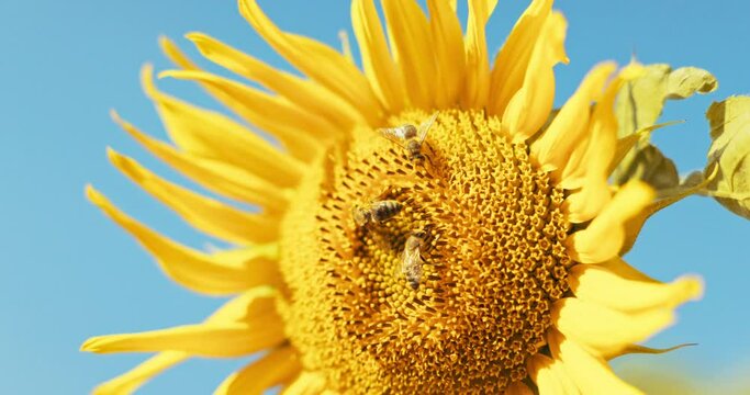 Close up shot selective focus on sunflowers busy bees working on collecting polen busy insects bees colony. Countryside apriculture sericulture concept.
