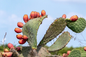 Prickly pear cactus close-up with ripe prickly fruit, opuntia cactus spines. Israel - obrazy, fototapety, plakaty