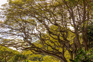 Rainforest canopy views on Oahu, Hawaii with beautiful pattern and nature views. 