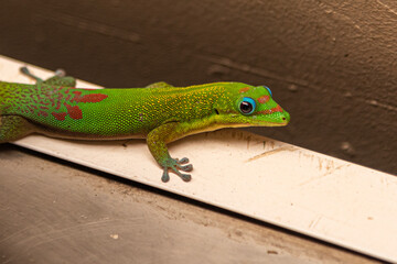 Bright Green Gold Dust Day Gecko seen in wilderness rainforest of Hawaii. 