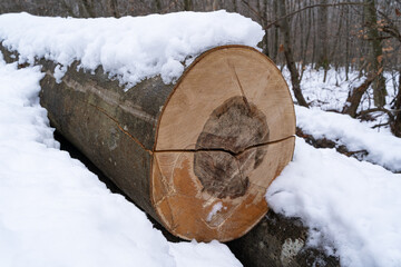 Big sawn off beech trunk in the forest covered with snow - obrazy, fototapety, plakaty