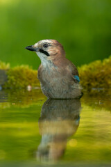 Jay (Garrulus glandarius) in to the forest