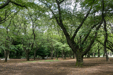 光が丘公園（東京都練馬区光が丘）
