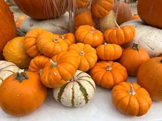 Assortment of pumpkins and gourds displayed at a pumpkin patch for Halloween
