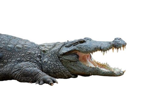 Crocodile mouth opened -Isolated image with alpha transparency