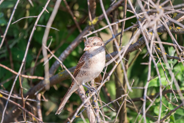 Juvenile Red-backed Shrike sitting on a tree branch.