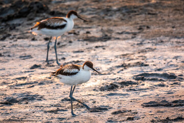 Two Water birds pied avocet, Recurvirostra avosetta, standing on salt lake shore in pink sunset light. The pied avocet is a large black and white wader with long, upturned beak