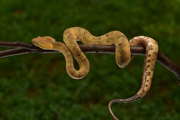 Craspedocephalus puniceus is a venomous pit viper species endemic to Indonesia and common names include flat nosed pit viper and ashy pit viper.