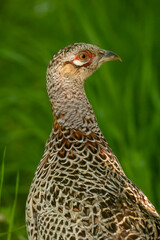 Portrait of female Pheasant bird