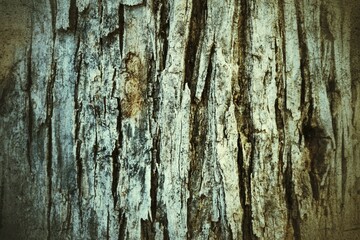 Obraz premium old wood texture