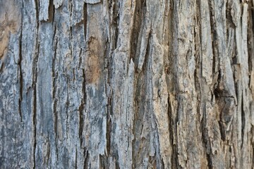 Fototapeta premium old wood texture