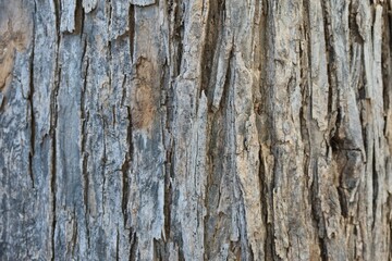 old wood texture