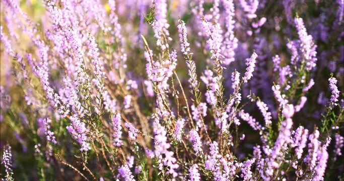 Heather in bloom in the forest dancing in the wind