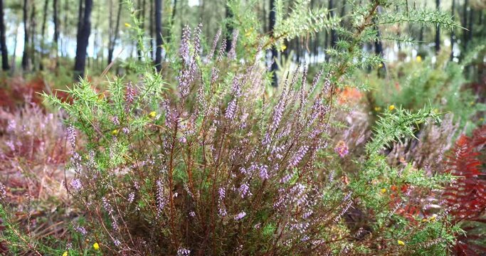 Heather in bloom in the forest dancing in the wind
